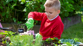 Edible Garden 4